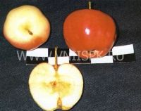 Лот: 11633896. Фото: 2. Саженец- Аленушка яблоня. Семена, рассада, садовые растения