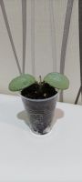 Лот: 20577228. Фото: 4. Хойя (Hoya carnosa 'grey ghost... Красноярск