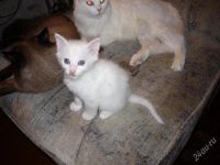 Лот: 1902618. Фото: 3. Котёнок. Растения и животные