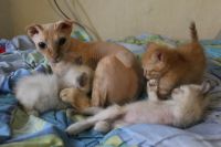 Лот: 8228076. Фото: 4. Вислоухий котёнок. Красноярск