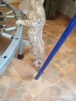 Лот: 18218259. Фото: 4. Мальчик минк сепия 24.09.21. Красноярск