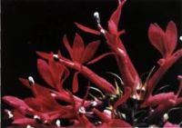 Лот: 6585257. Фото: 2. Лобелия пурпурная (Lobelia cardinalis... Аквариумистика