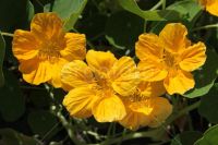 Лот: 12954859. Фото: 3. Семена настурции большой махровой... Для дачи, дома, огорода, бани, парка