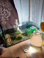 Лот: 15105534. Фото: 4. Аквариумы. Красноярск