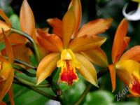 Лот: 1535900. Фото: 2. Орхидеи Каттлея детка 1. Комнатные растения и уход