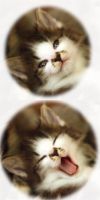 Лот: 3456814. Фото: 4. Котеночек с буквой М на мордочке... Красноярск