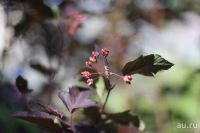 Лот: 14726887. Фото: 5. Nikon Nikkor-S Auto 1.4 Ai