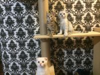 Лот: 4454313. Фото: 4. Шотландская кошечка выставочного... Красноярск