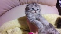 Лот: 3706804. Фото: 4. Шотландские вислоухие котятки... Красноярск