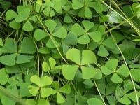 Лот: 1206117. Фото: 2. Marsilea crenata. Аквариумистика
