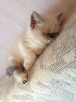 Лот: 7352519. Фото: 2. Продам котенка персидская экзот... Животные и уход