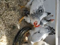 Лот: 17743567. Фото: 2. Петух Адлеровской серебристой. Животные и уход