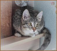 Лот: 7823408. Фото: 5. Котятки девочки