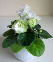 Лот: 11018302. Фото: 2. "Spring Rose" (Весенняя Роза... Комнатные растения и уход