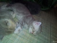 Лот: 8872195. Фото: 6. Британские котята