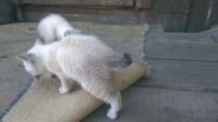 Лот: 14545974. Фото: 2. Помесные котята 1,5 мес. Животные и уход