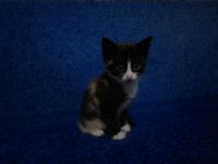 Лот: 4548067. Фото: 2. отдадим котят. Животные и уход