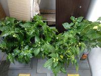 Лот: 19412206. Фото: 7. Carolina Reaper Chocolate Самый...