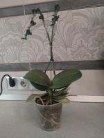 Лот: 10613777. Фото: 3. Орхидея фаленопсис (крашенная... Растения и животные