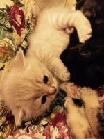 Лот: 6644310. Фото: 5. Котята-шотландцы