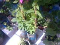 Лот: 7393397. Фото: 3. Вьюнок калистегия махровая. Для дачи, дома, огорода, бани, парка