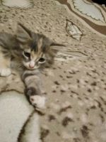 Лот: 12035673. Фото: 5. Подарю котят
