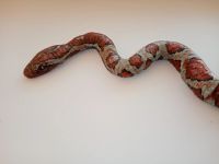 Лот: 24878455. Фото: 2. Изделие из глины полимерной змея. Ручная работа