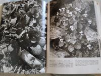 Лот: 20735312. Фото: 3. Энциклопедия растений, книга. Литература, книги