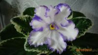 Лот: 9593393. Фото: 2. Фиалка Lyon’s Early Spring - лист... Комнатные растения и уход