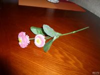 Лот: 9099855. Фото: 4. цветы -1. Красноярск