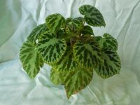 Лот: 5989969. Фото: 2. Бегония декоративно -лиственная... Комнатные растения и уход