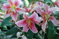 Лот: 25273447. Фото: 3. Сортовые лилии луковицы, предзаказ. Для дачи, дома, огорода, бани, парка