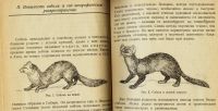 Лот: 14062094. Фото: 3. В. Львов. Соболь. Соболиный промысел... Коллекционирование, моделизм