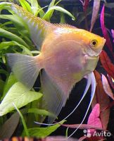 Лот: 5081864. Фото: 2. Скалярия - желтый брилиант (Pterophyllum... Аквариумистика