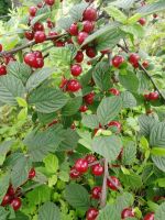 Лот: 16293636. Фото: 2. Вишня кустовая. Продукты