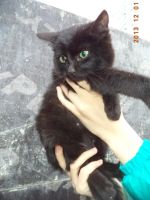 Лот: 3460897. Фото: 4. Котята ищут дом!!. Красноярск