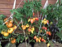 Лот: 18112254. Фото: 2. Семена Гном томатный Dwarf. Семена, рассада, садовые растения