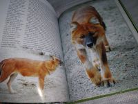 Лот: 12876671. Фото: 6. Жизнь хищников, Анатолий Статейнов...