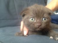 Лот: 7799708. Фото: 3. Шотландские котята. Растения и животные