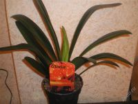 Лот: 841814. Фото: 2. Кливия красавица. Комнатные растения и уход