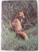 Лот: 15333816. Фото: 6. Советские открытки. Тема: Дикие...