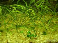 Лот: 11951773. Фото: 4. Эхинодорус Нежный Рубра (Echinodorus... Красноярск