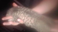 Лот: 6039776. Фото: 7. Котеночек девочка,мама-перс экзотик...