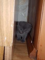 Лот: 4487742. Фото: 3. Продам вислоушку. Растения и животные