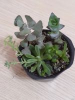 Лот: 13908786. Фото: 7. Суккуленты мини композициия 2