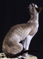 Лот: 15126354. Фото: 6. Котята корниш-рекс