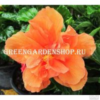 Лот: 17354284. Фото: 5. Гибискус сортовой Fringed Double...