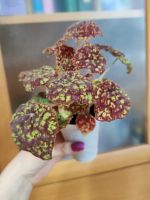 Лот: 20078368. Фото: 2. Бегония Marmaduke. Комнатные растения и уход