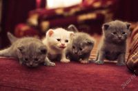 Лот: 2175836. Фото: 2. Британские котята. Животные и уход