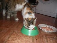 Лот: 1888616. Фото: 2. Клшечка на пристрой! Передержку... Животные и уход